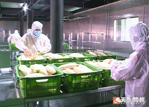 五华农产品冷链物流园净菜加工厂投产，食用农产品迈入“鲜”时代